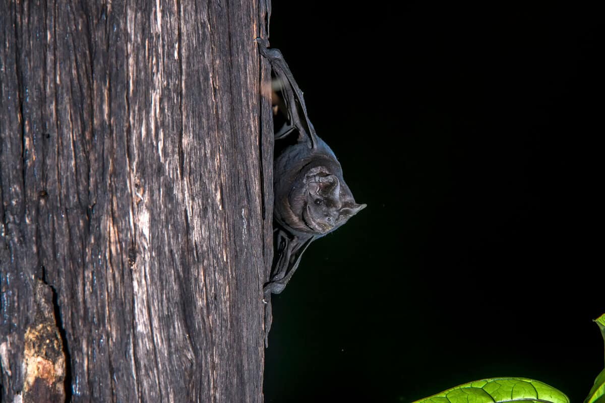 Velvety free-tailed bat photographed