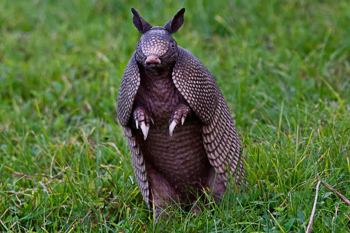 Wild nine-banded armadillo - Dasypus novemcinctus - or the nine banded, long nosed armadillo, is a medium-sized mammal, sitting up with claws exposed, in green grass, curiously looking at camera
