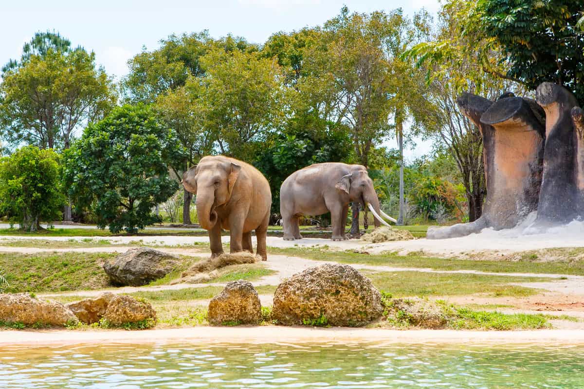 Elephants in the Miami Zoo