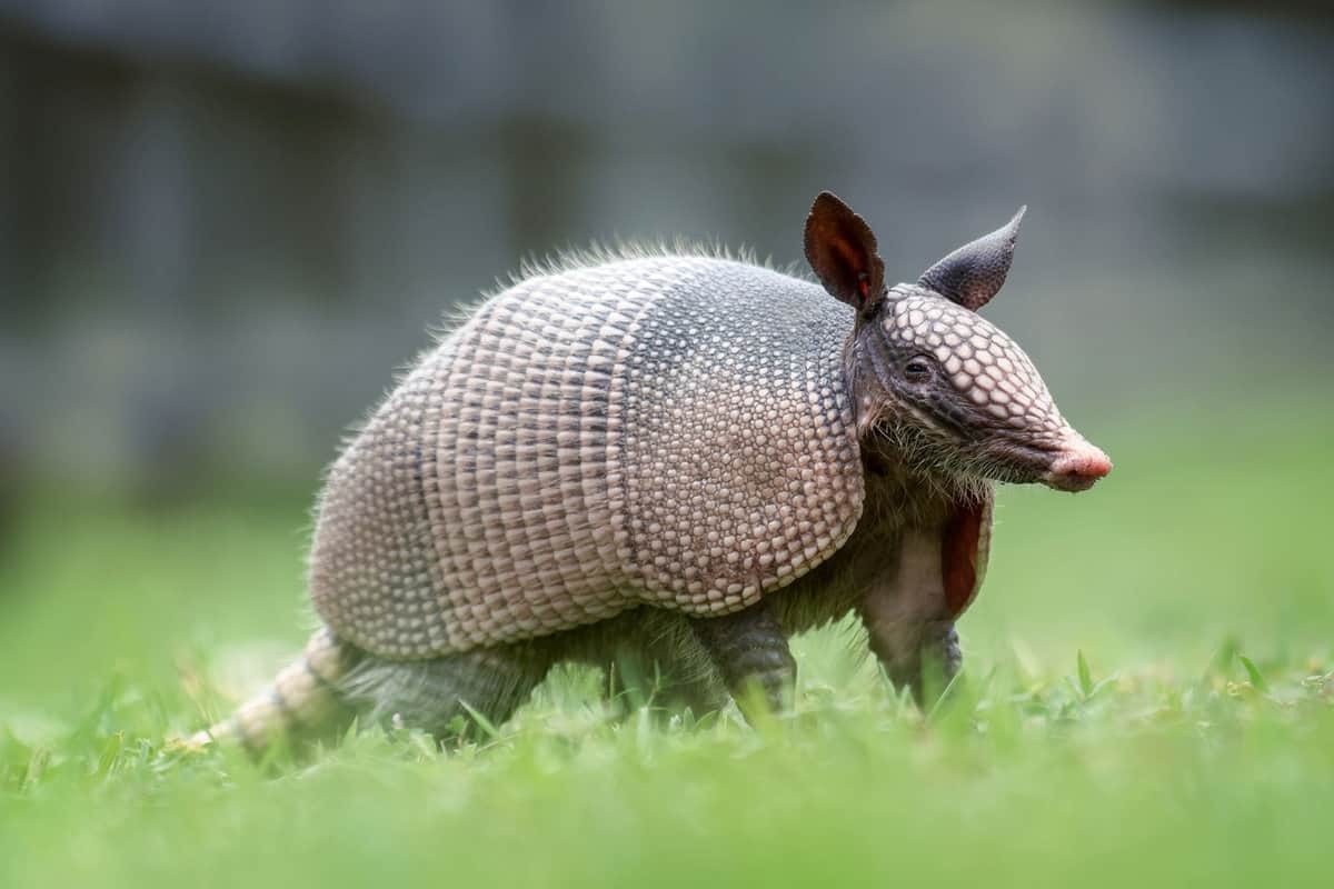 armadillo - south florida close up - Armadillos in Florida: Where to Find These Armored Animals