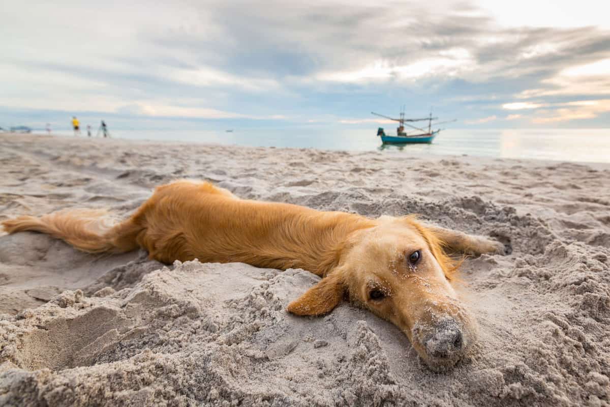 dog on beach

