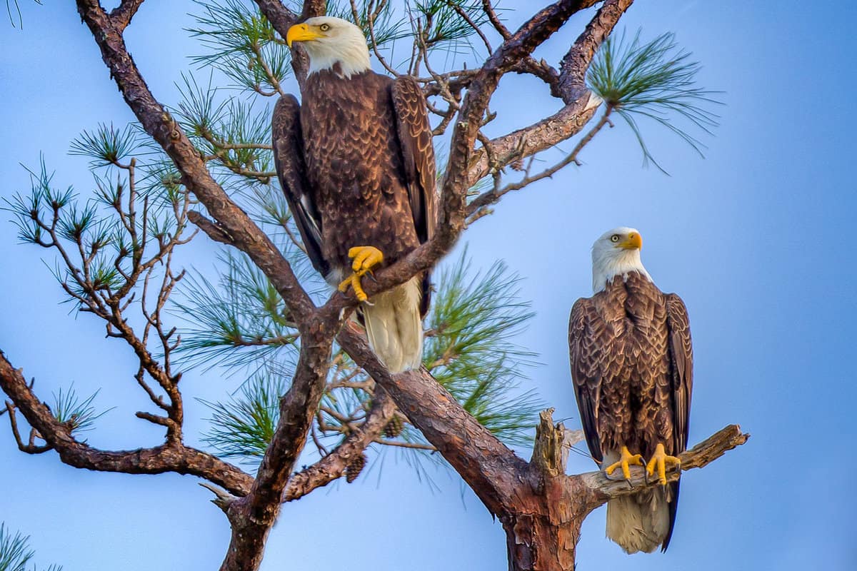 eagle pair in Florida
