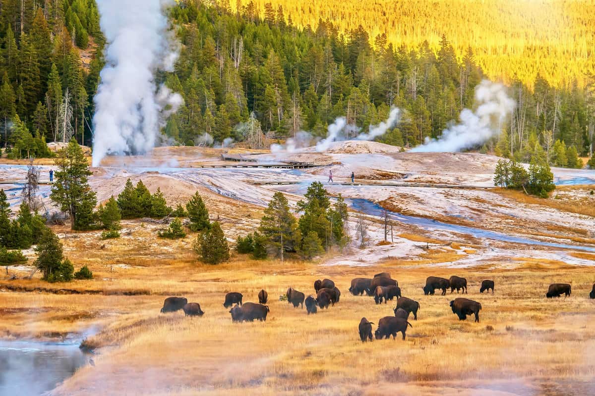 A distant photo of the huge geysers in Yellowstone