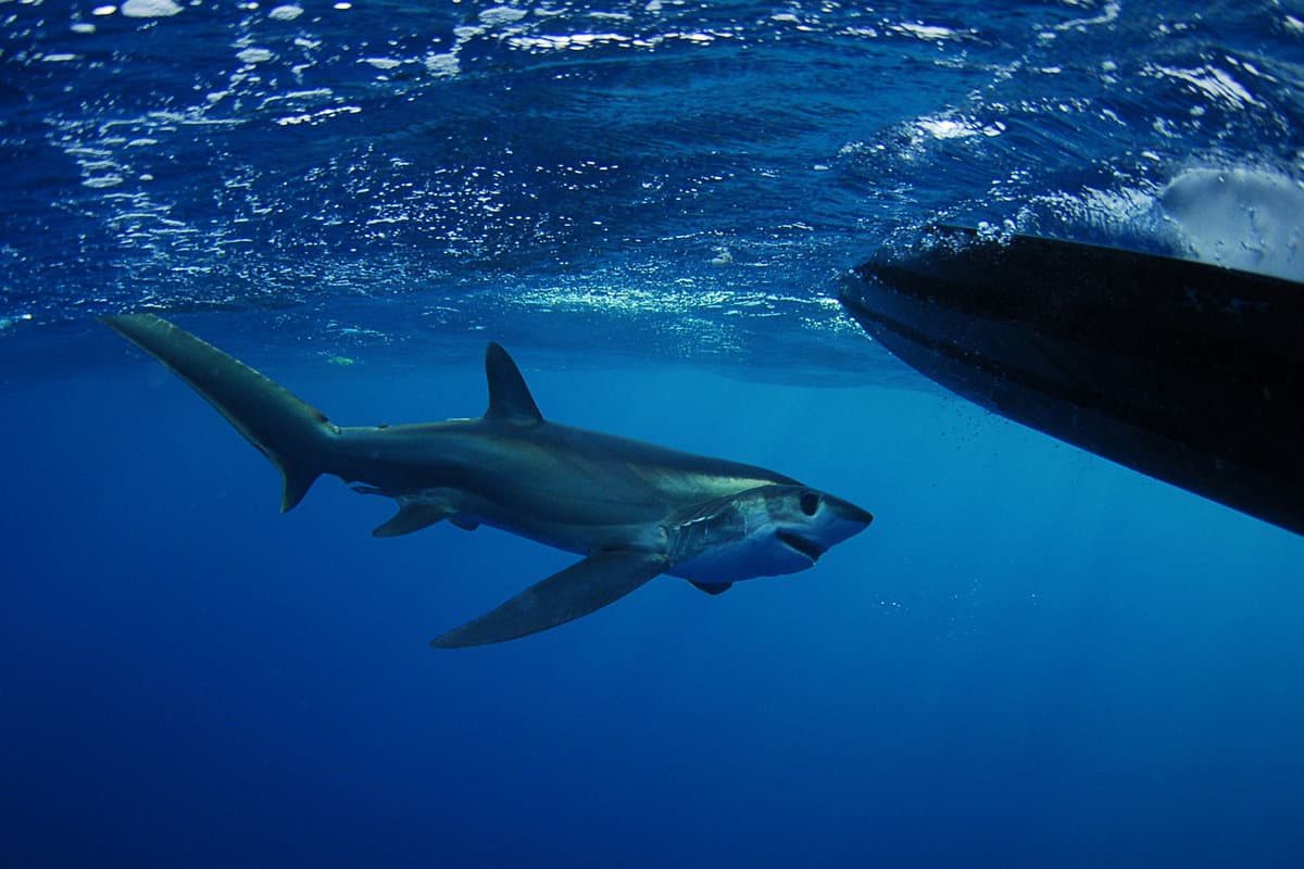 Bigeye Thresher shark swimming in the Gulfstream in the Atlantic Ocean off of South Florida