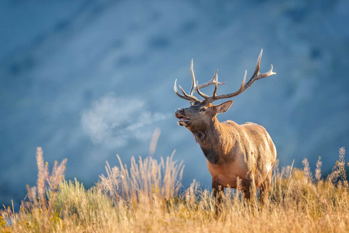 A huge Elk in Yellowstone 