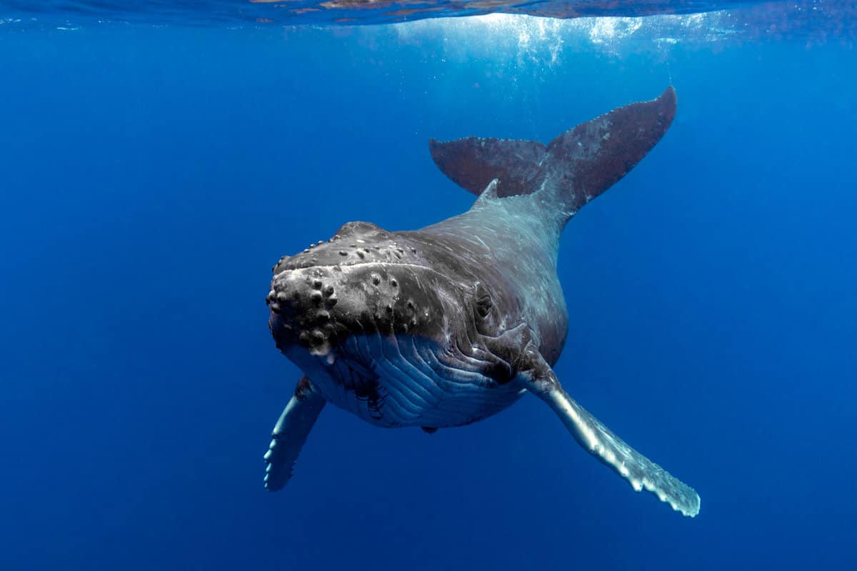 A huge Humpback whale 