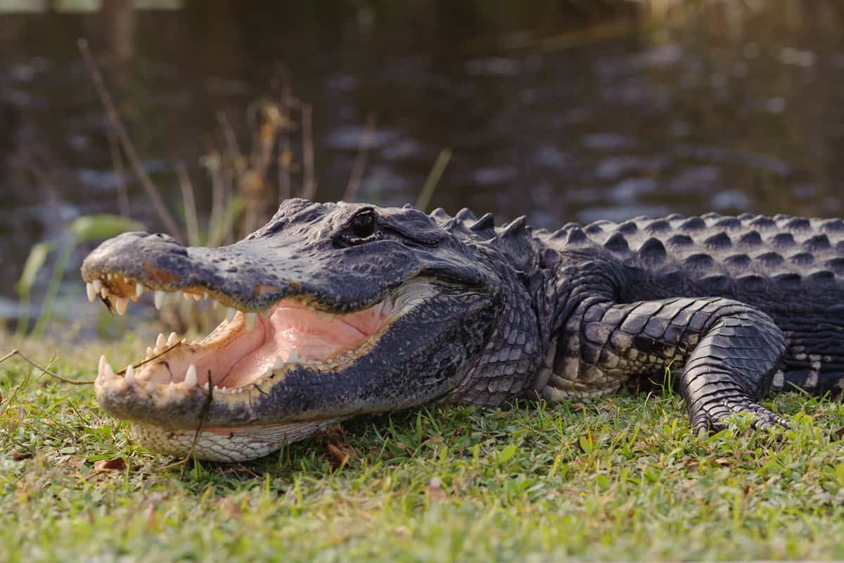 An alligator opening its mouth near the shore of a river in Miami, Florida