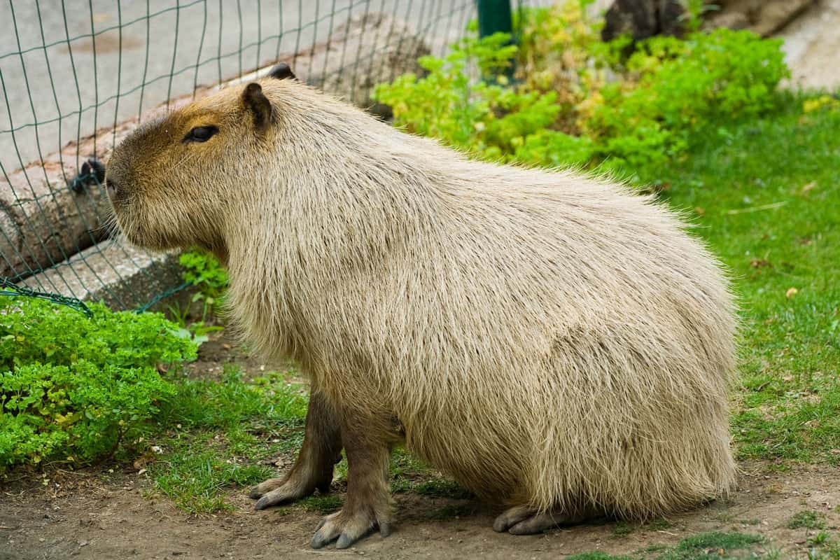 A huge capybara sitting and relaxing at the zoo