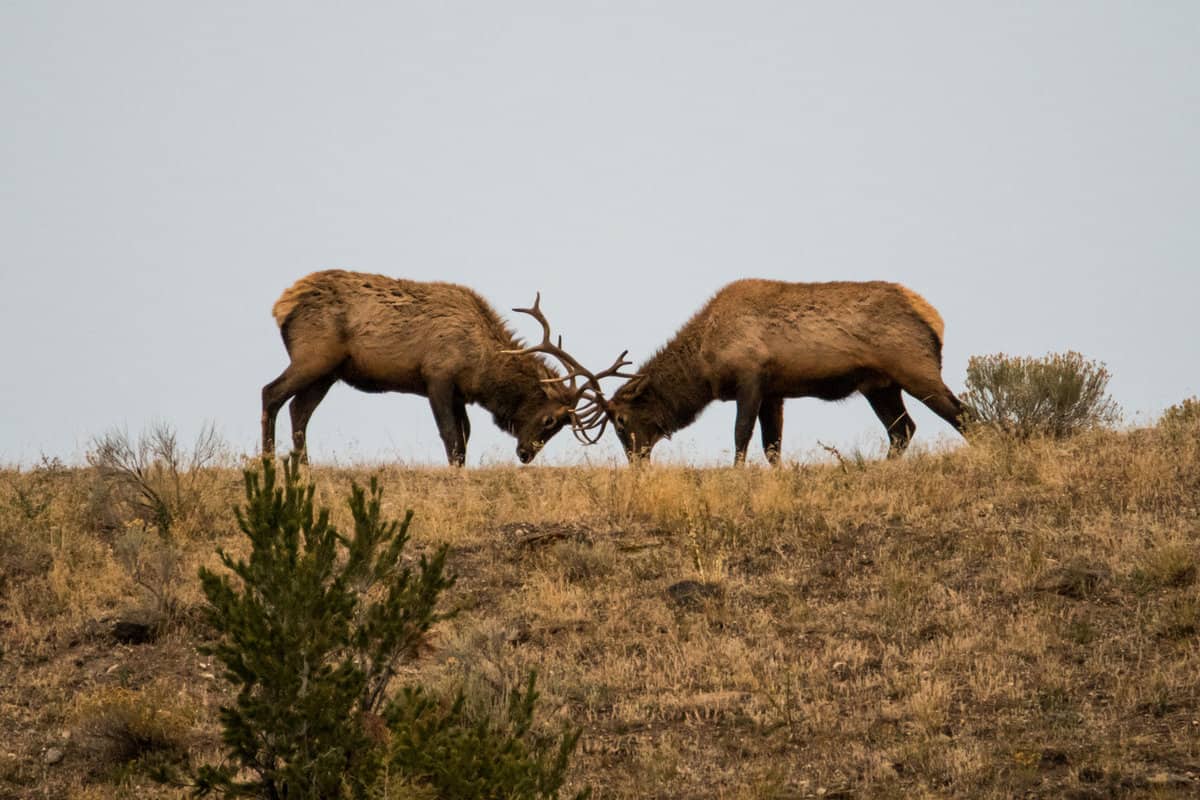 Two elks fighting in the fields of Yellowstone National Park