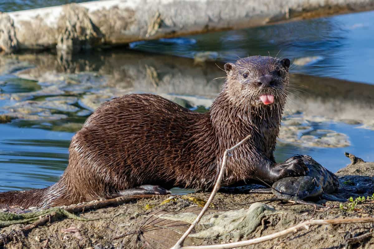 An otter showing his tongue