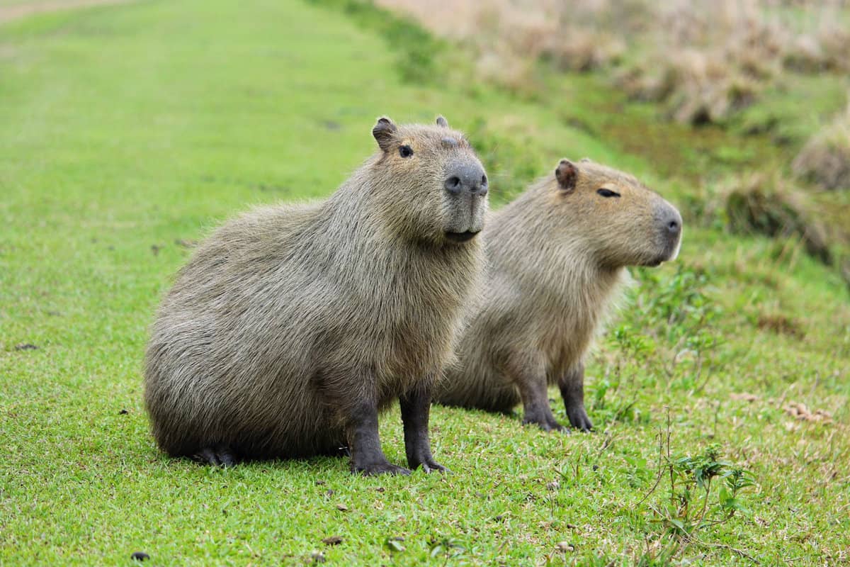 Two capybaras resting and chilling at the zoo
