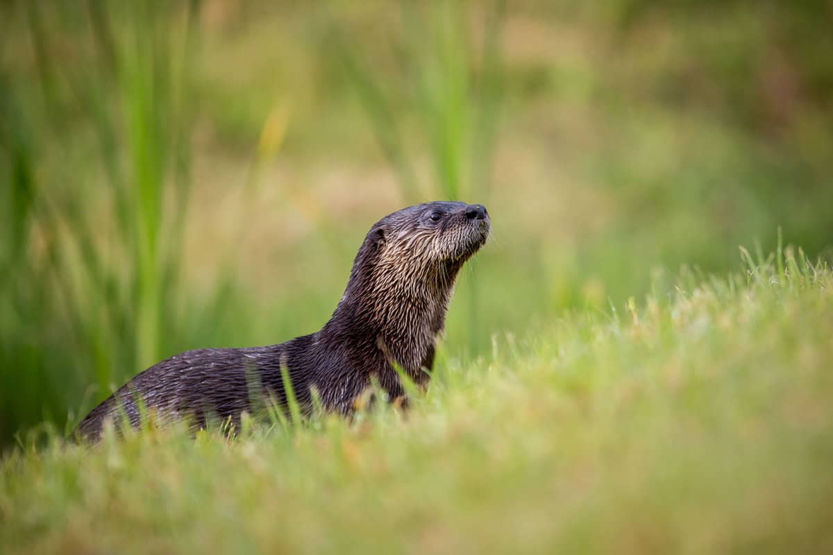 An otter staying alert looking for predators