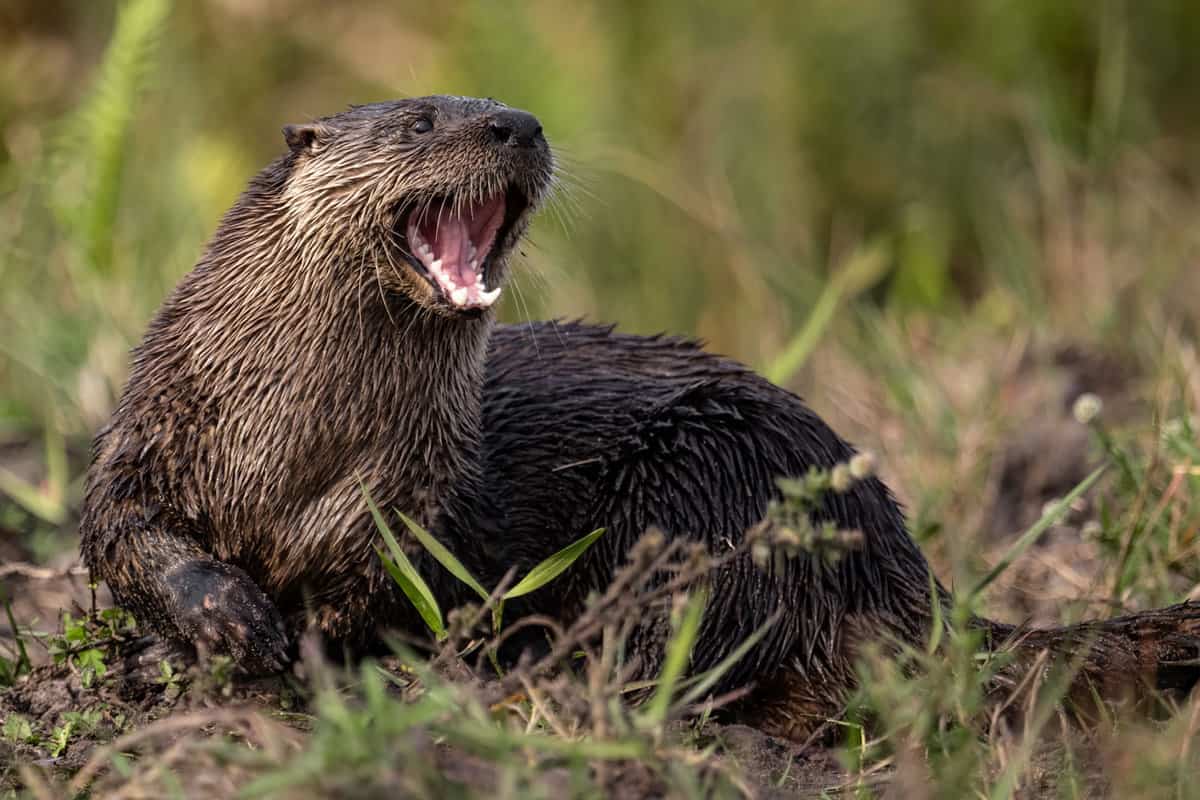 A territorial otter in the shores