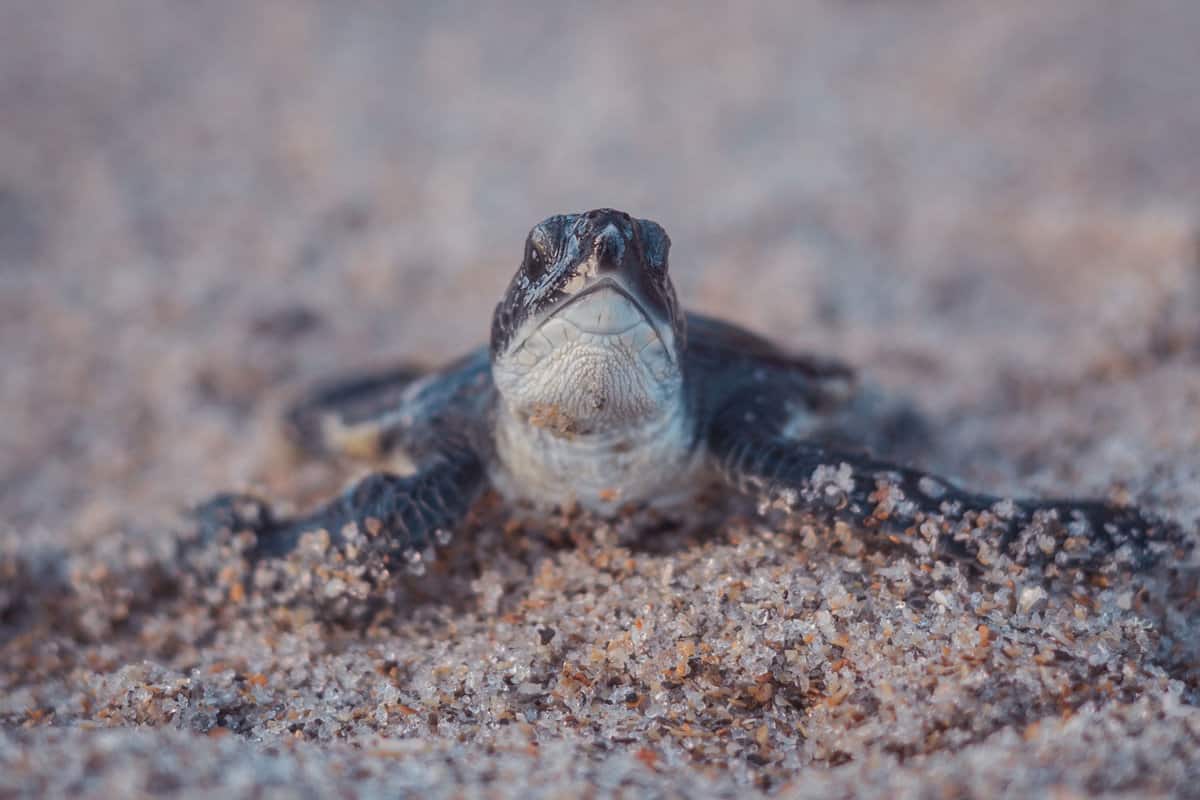 A Turtle showing its head above the beach sand