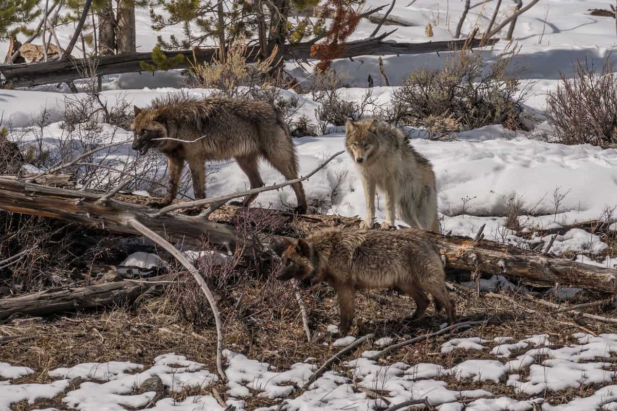 Wolves in Yellowstone 