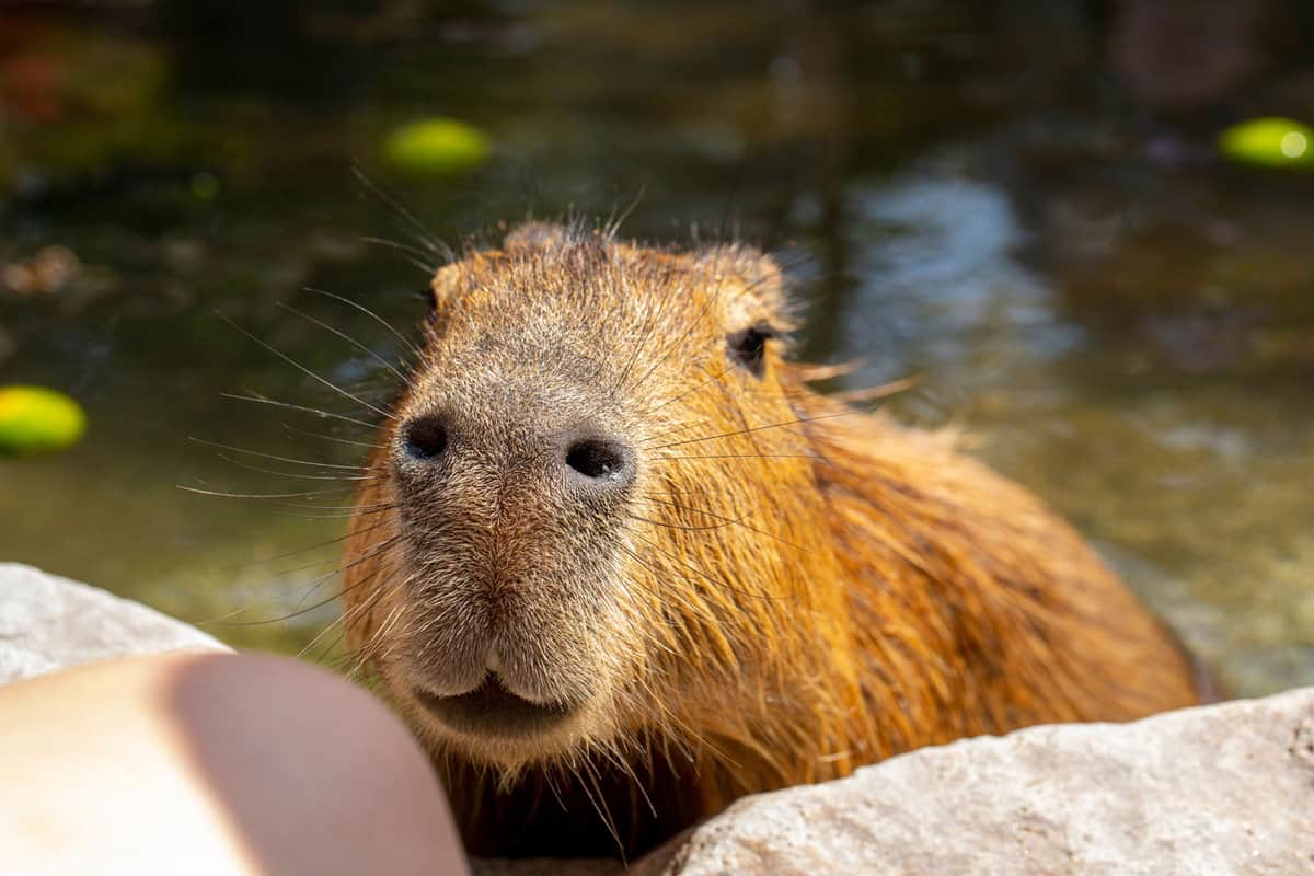 A capybara looking at the camera showing his really cute face