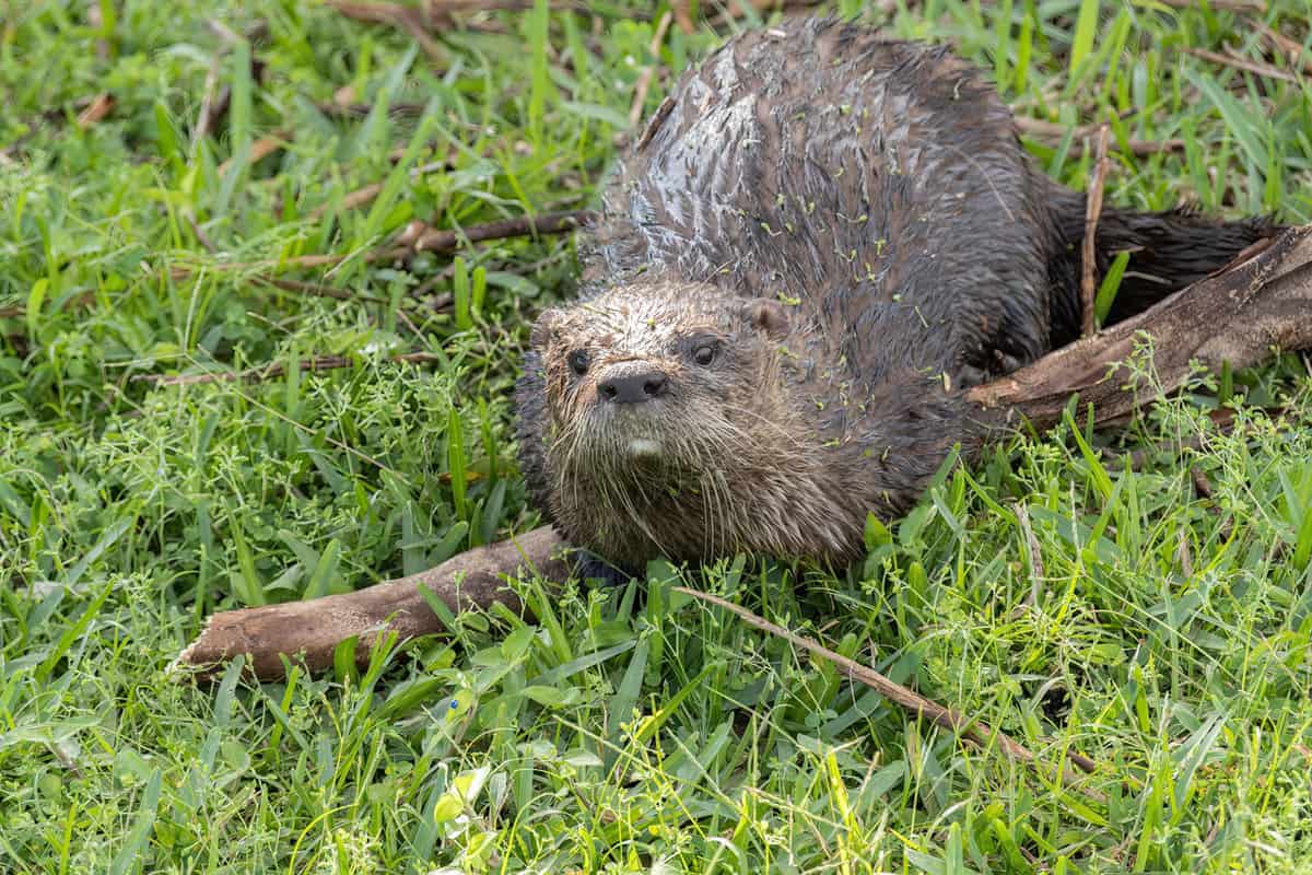 A big adult otter on the grass