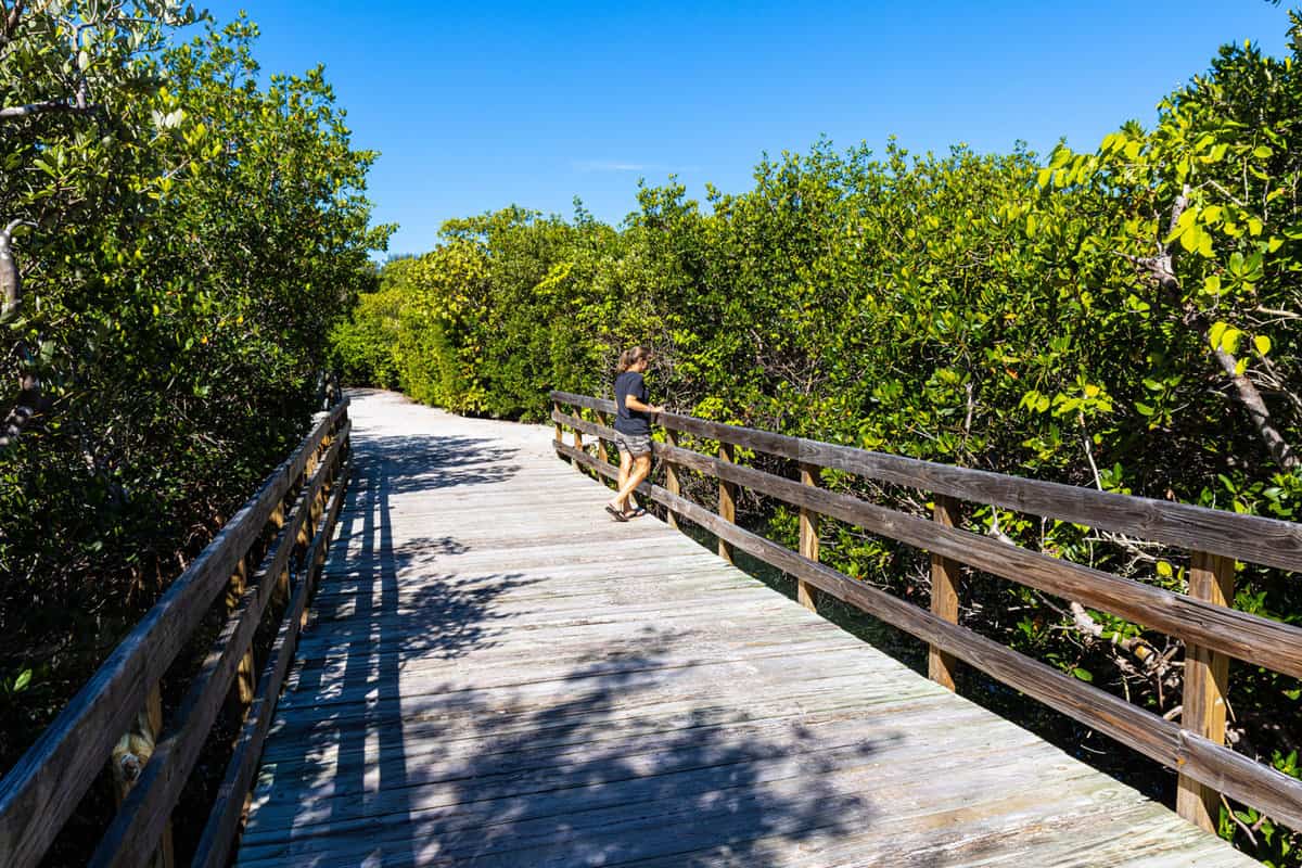 Boardwalk Through Mangrove Forest on Sarasota Bay, Leffis Key Preserve, Bradenton Beach, Florida