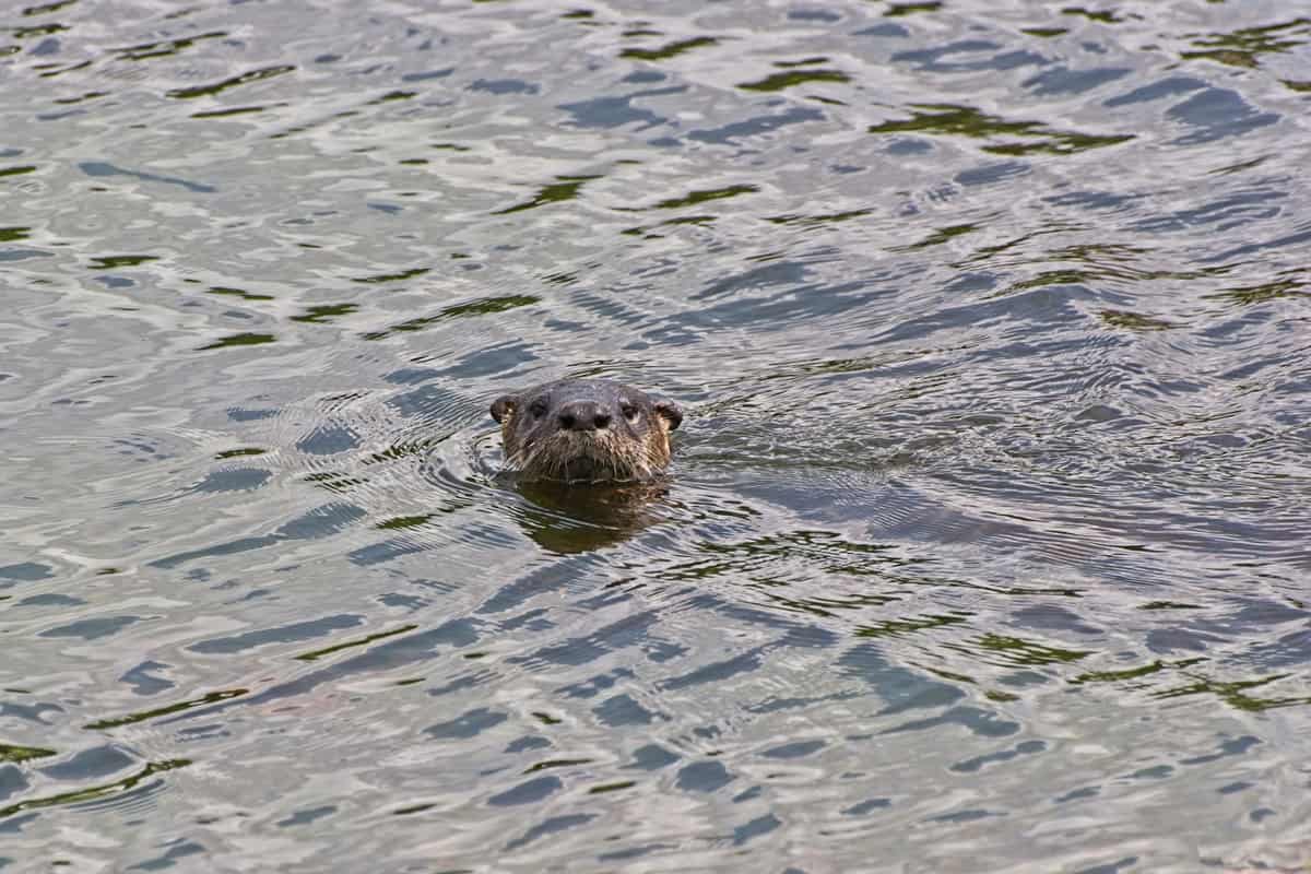 An otter swimming on the gentle and calm waters