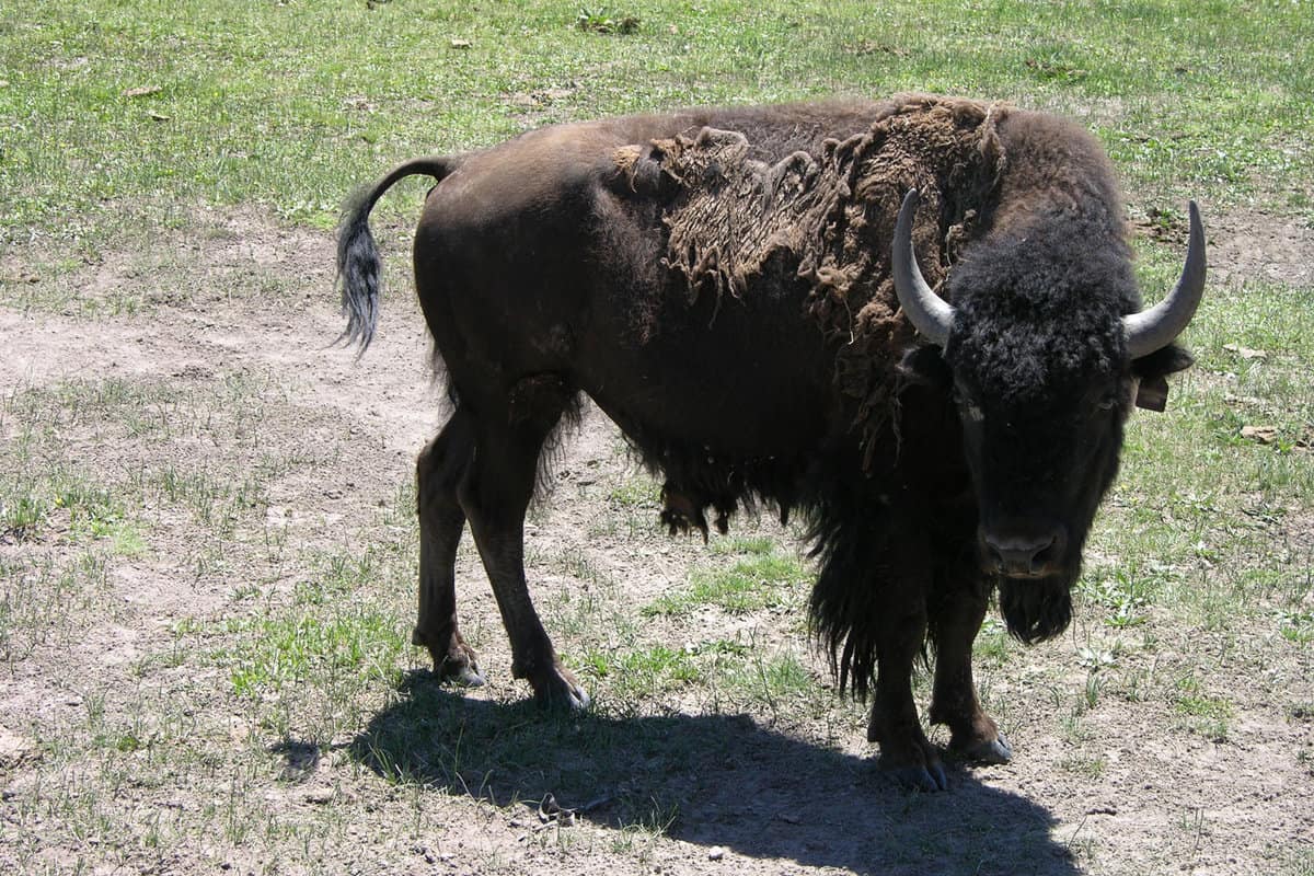 A Buffalo-Bison hybrid 