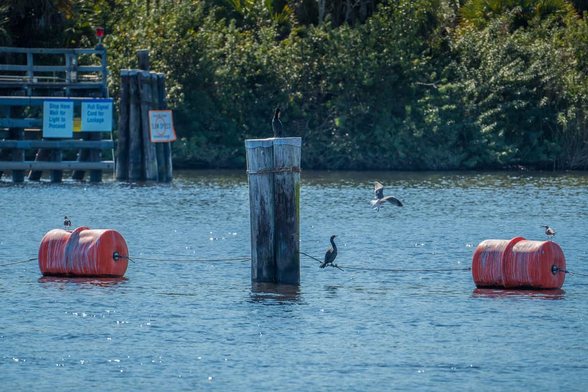 Wildlife along river sitting on piers and buoys in Florida