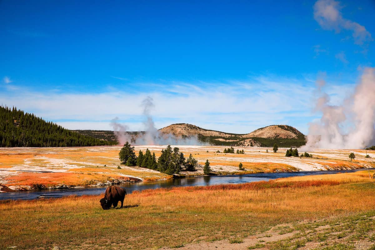 A Bison grazing in the fields of Yellowstone