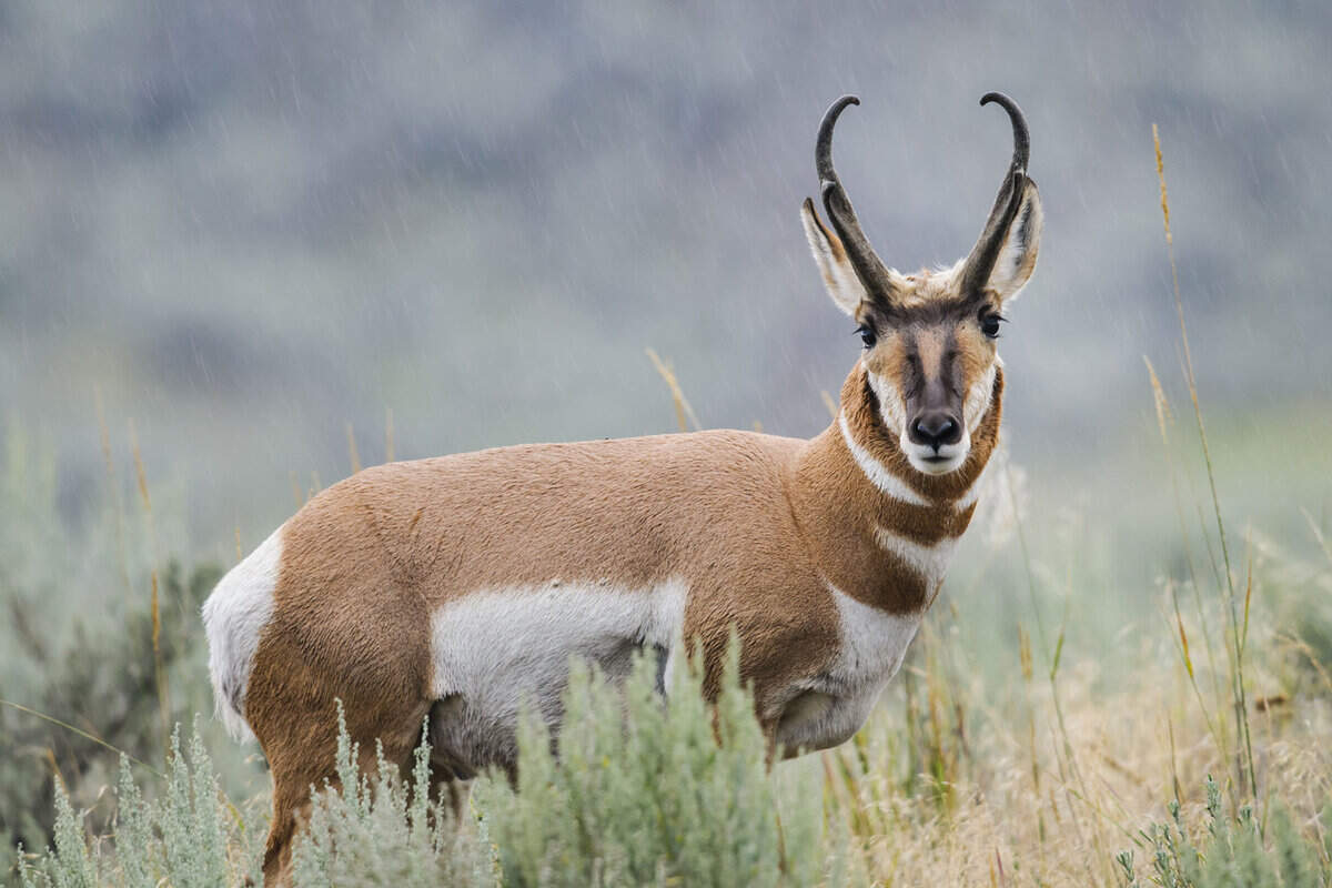 An adult Pronghorn Antelope 