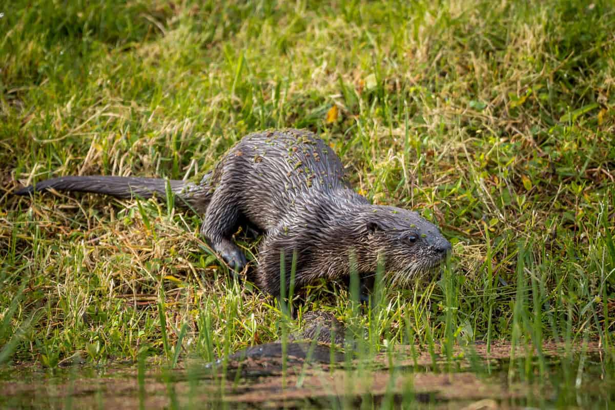 An adult otter getting ready to swim on the water