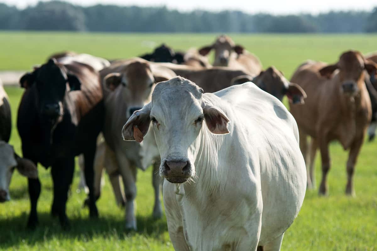 Brahman cattle in Florida