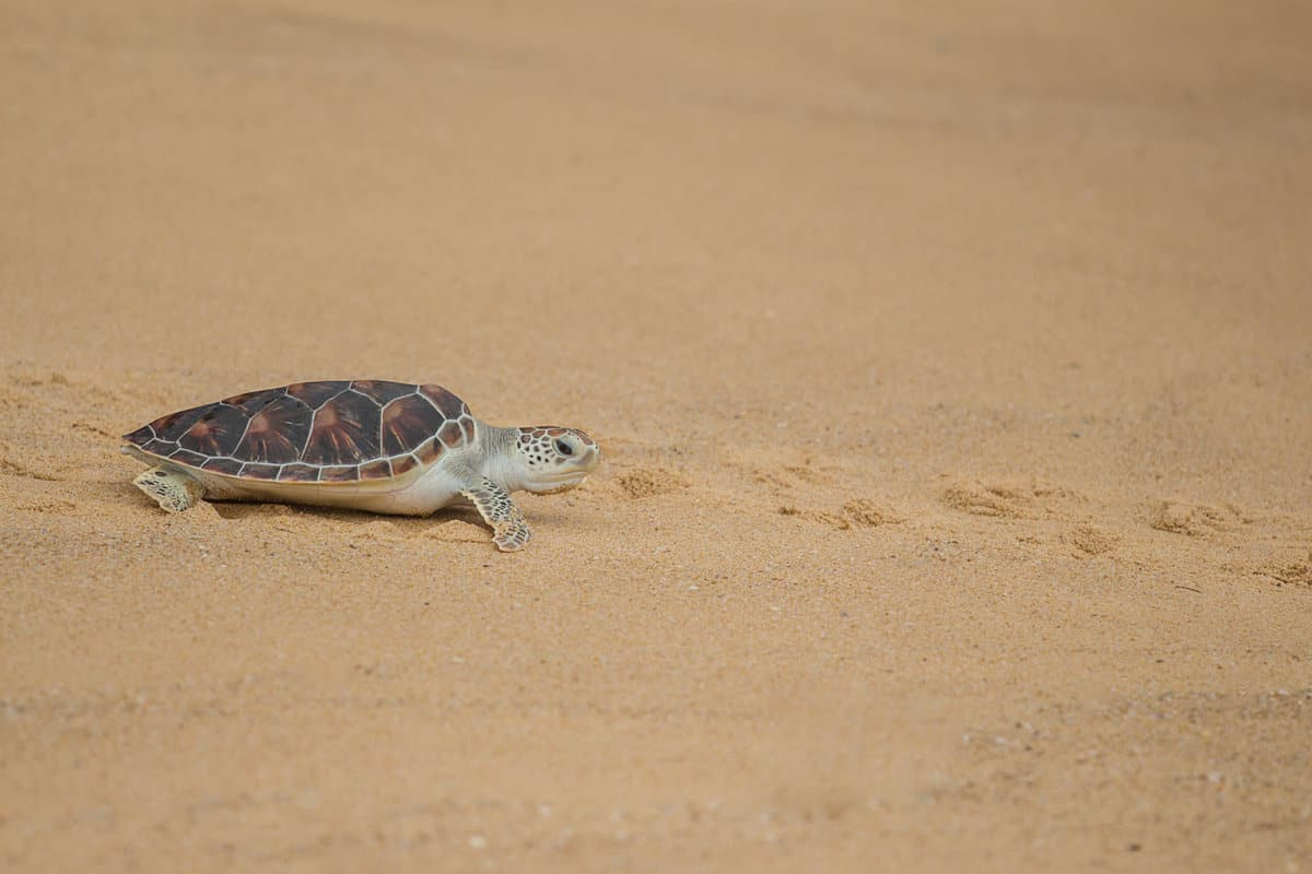 A small Hawksbill Sea Turtle crawling on the beach