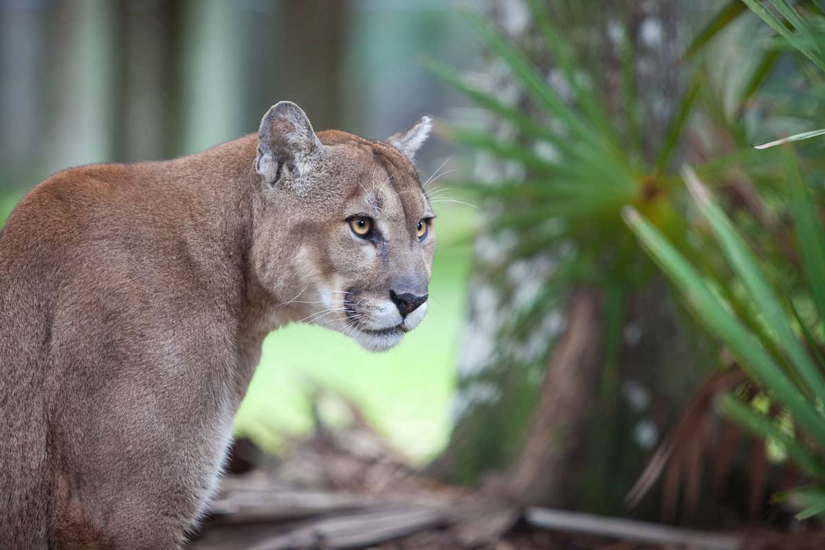 A panther photographed in its habitat at Florida