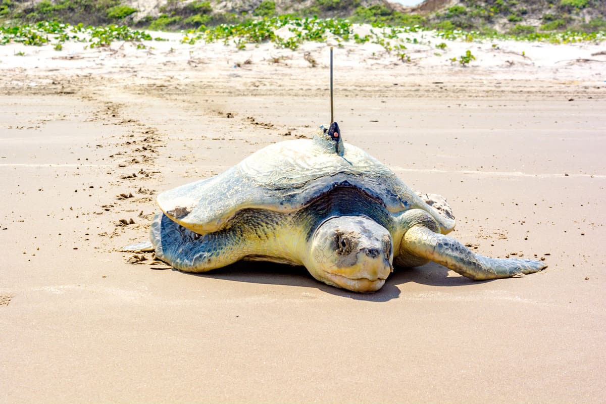 A critically endangered Kemp's Ridley, the rarest of all sea turtles