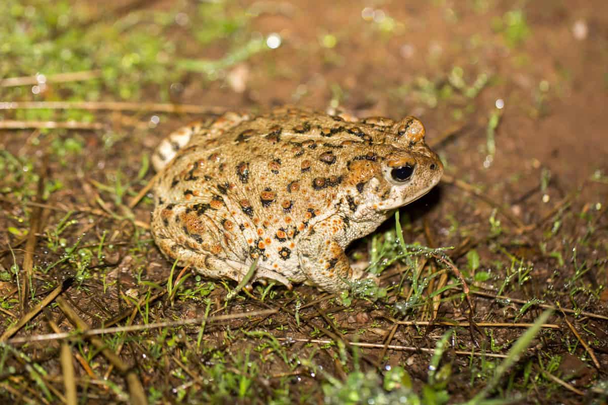 Up close photo Boreal Toad