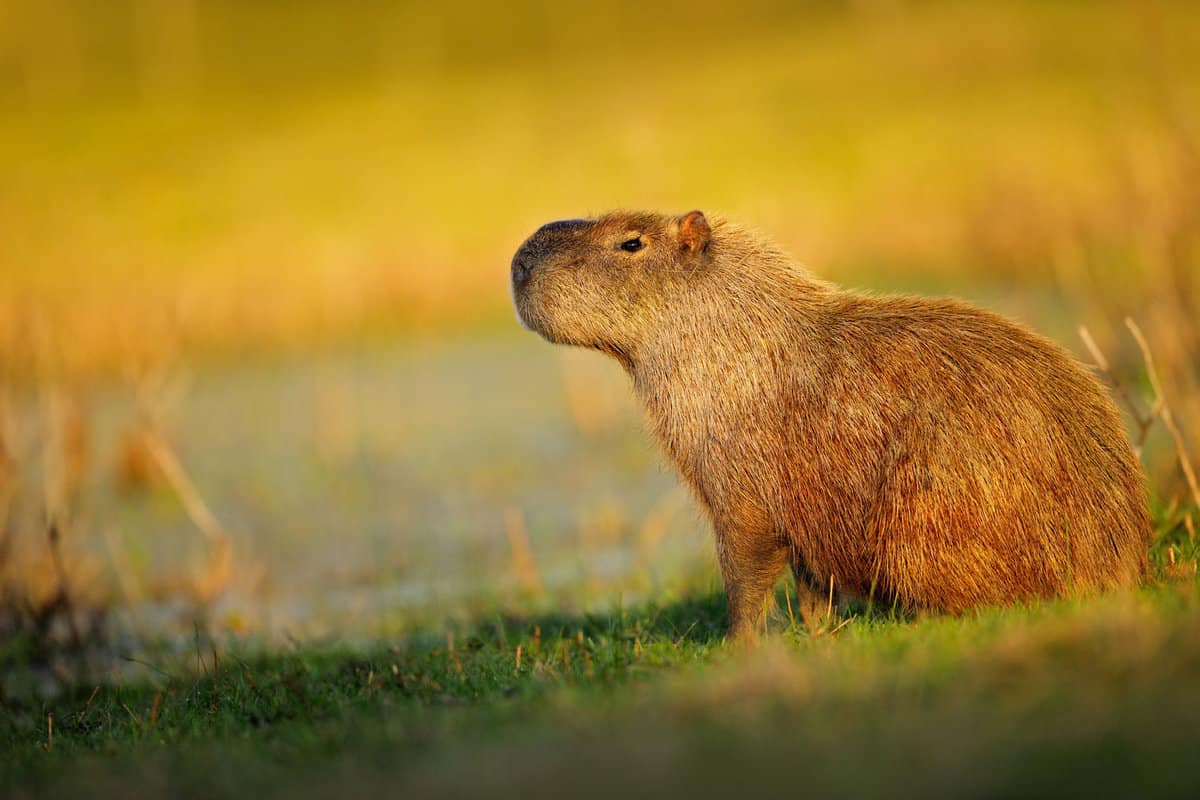 A cute capybara lying down on the ground