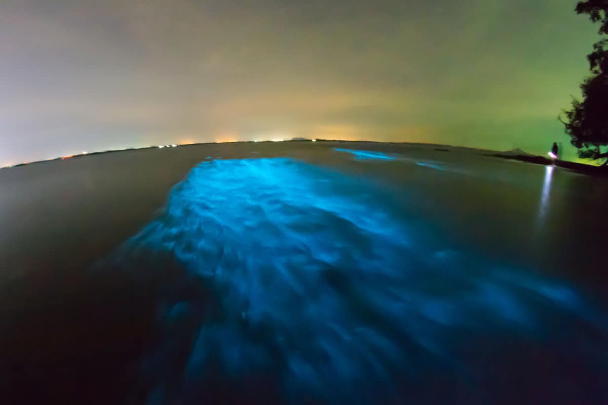 Bright blue bioluminescence's in the beach