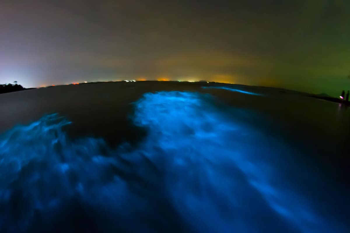 Bioluminescence in night sea water