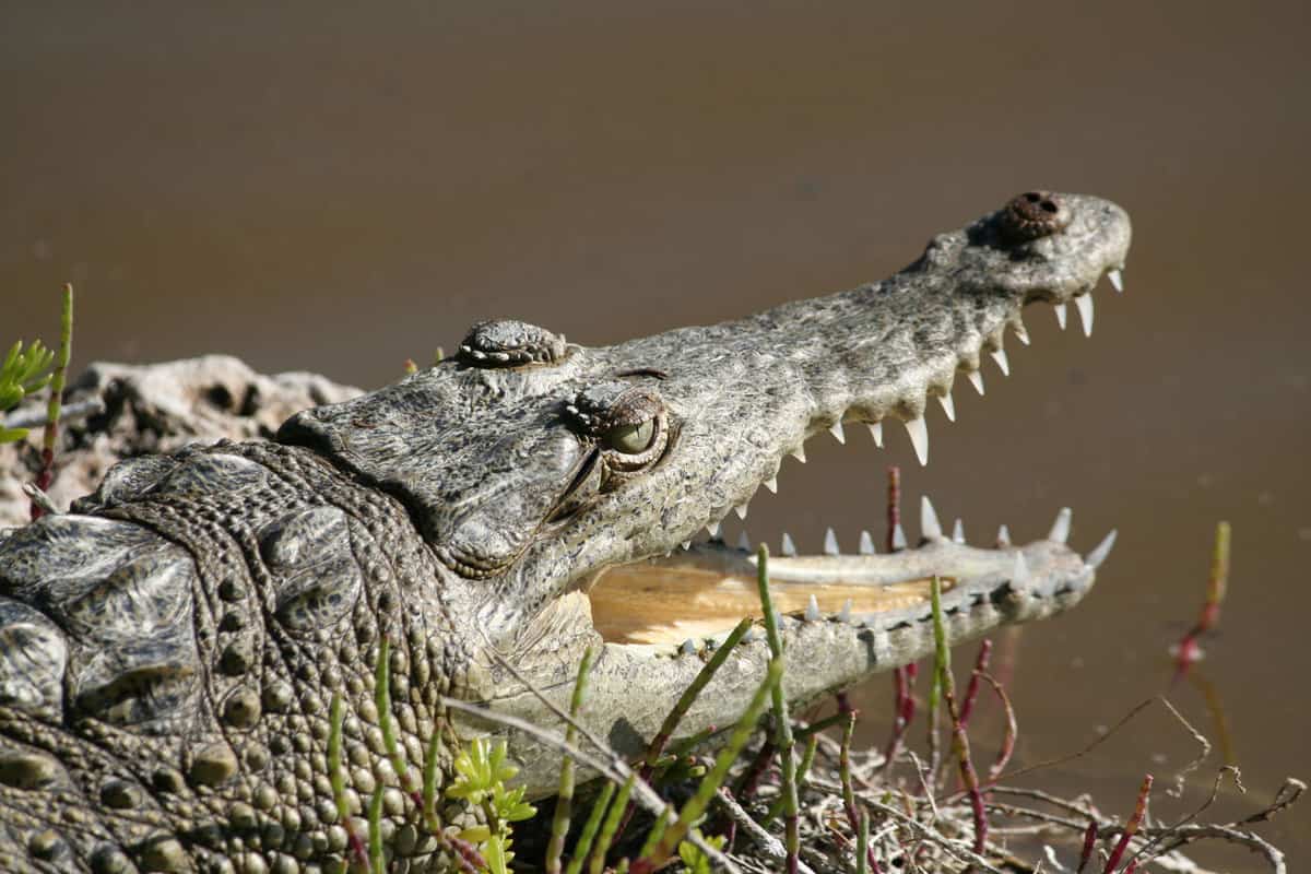 A very aggressive crocodile resting on the shore