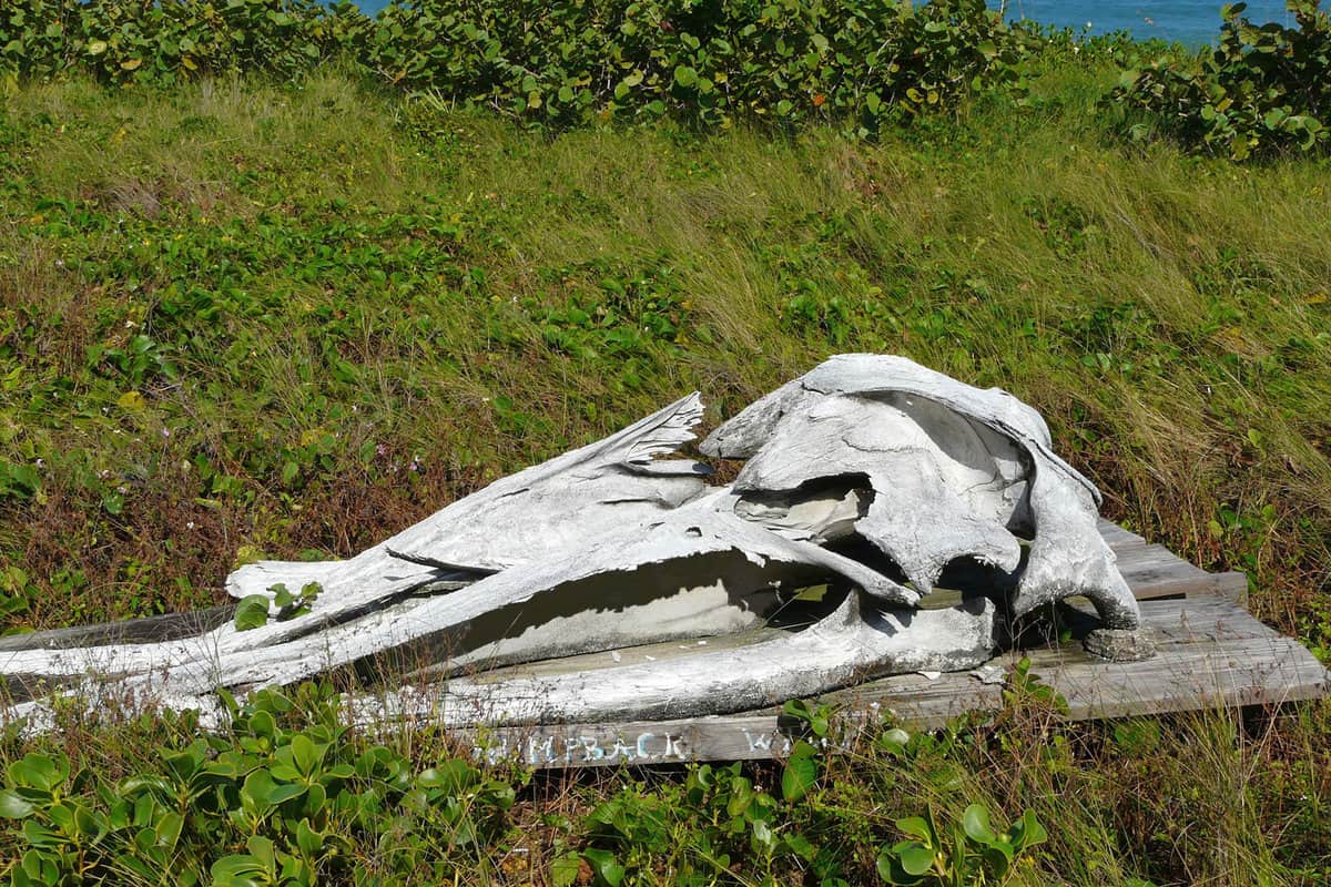 A humpback whale skull at Archie Carr National Wildlife