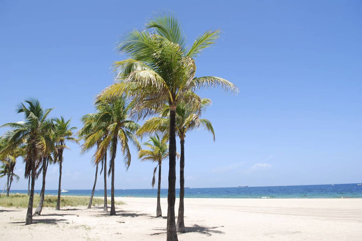 Palm Trees On Beautiful Beach, Paradise