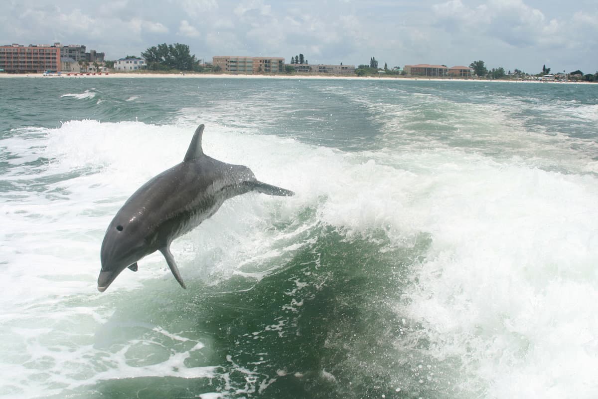 Dolphin watching in Tampa Bay, Florida