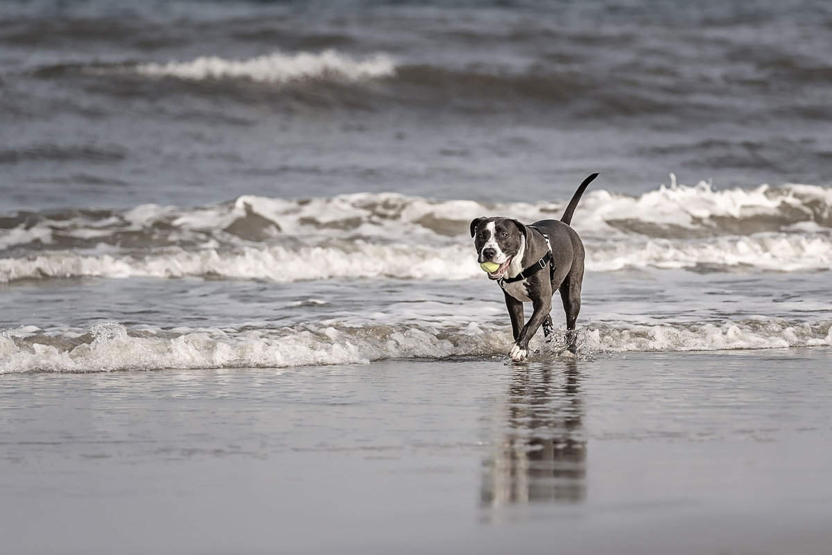 A pitbull fetching a ball at the beach