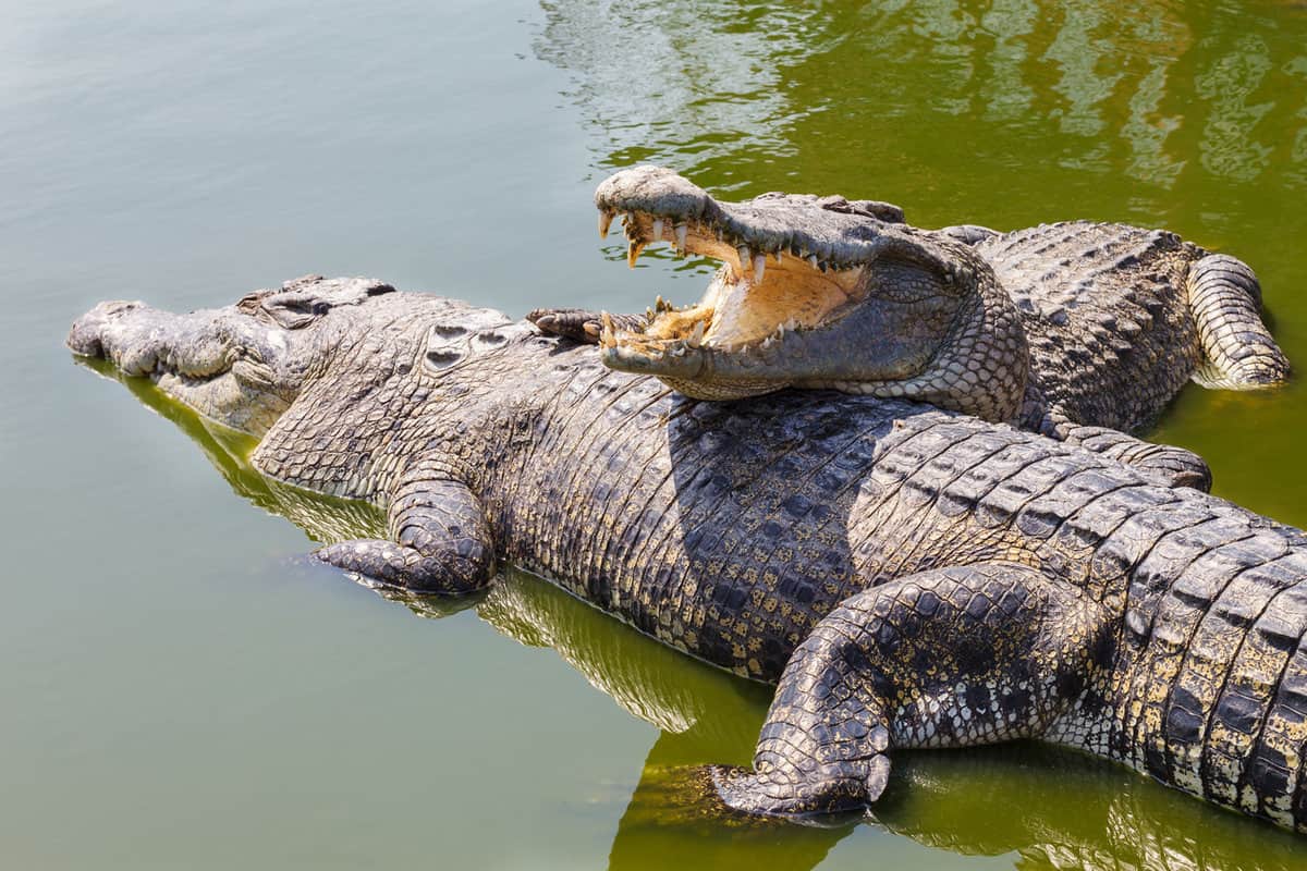 Two very aggressive and territorial crocodiles