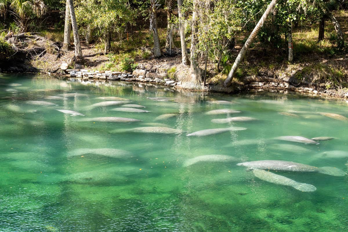 A herd of Florida Manatee (Trichechus manatus latirostris) swimming in the crystal-clear spring water at Blue Spring State Park in Florida, USA, a winter gathering site for manatees.
