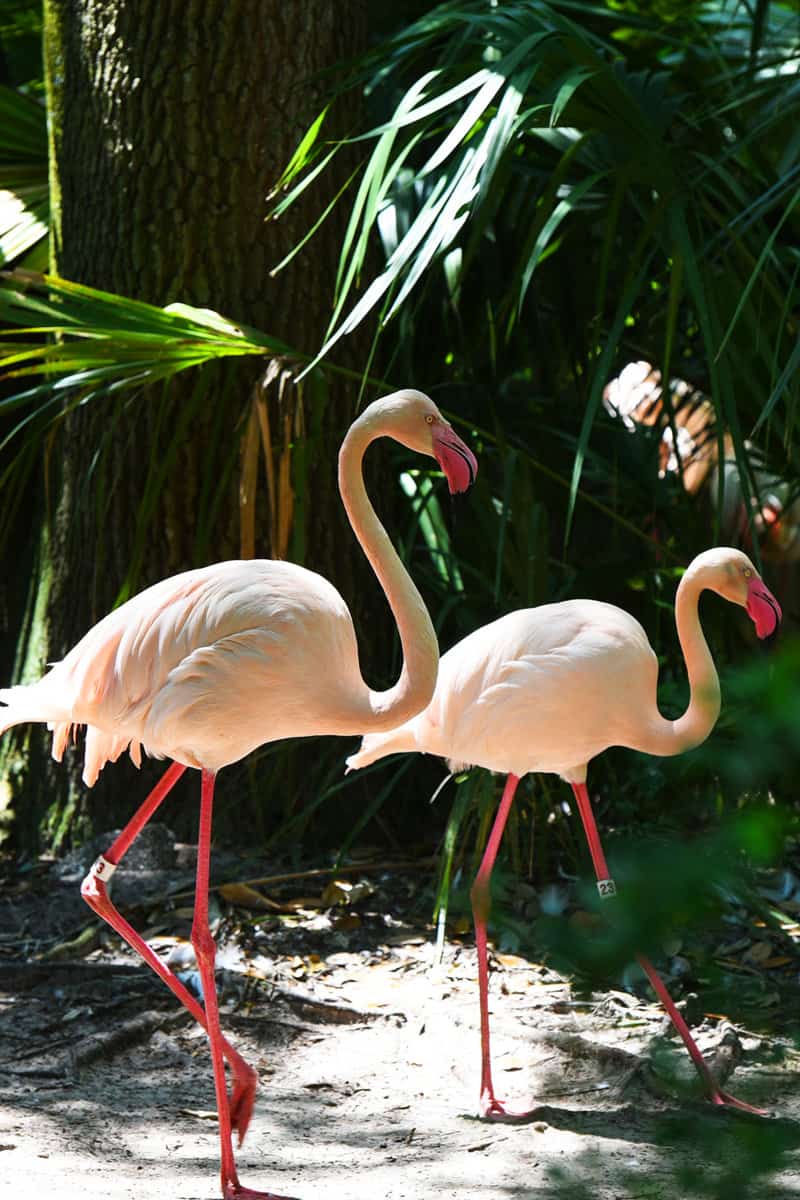 A group of flamingos in Jacksonville, Florida