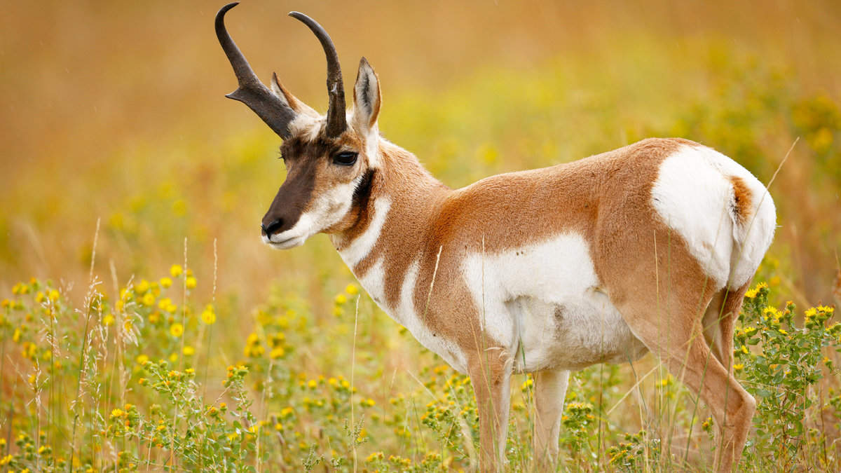 A pronghorn antelope