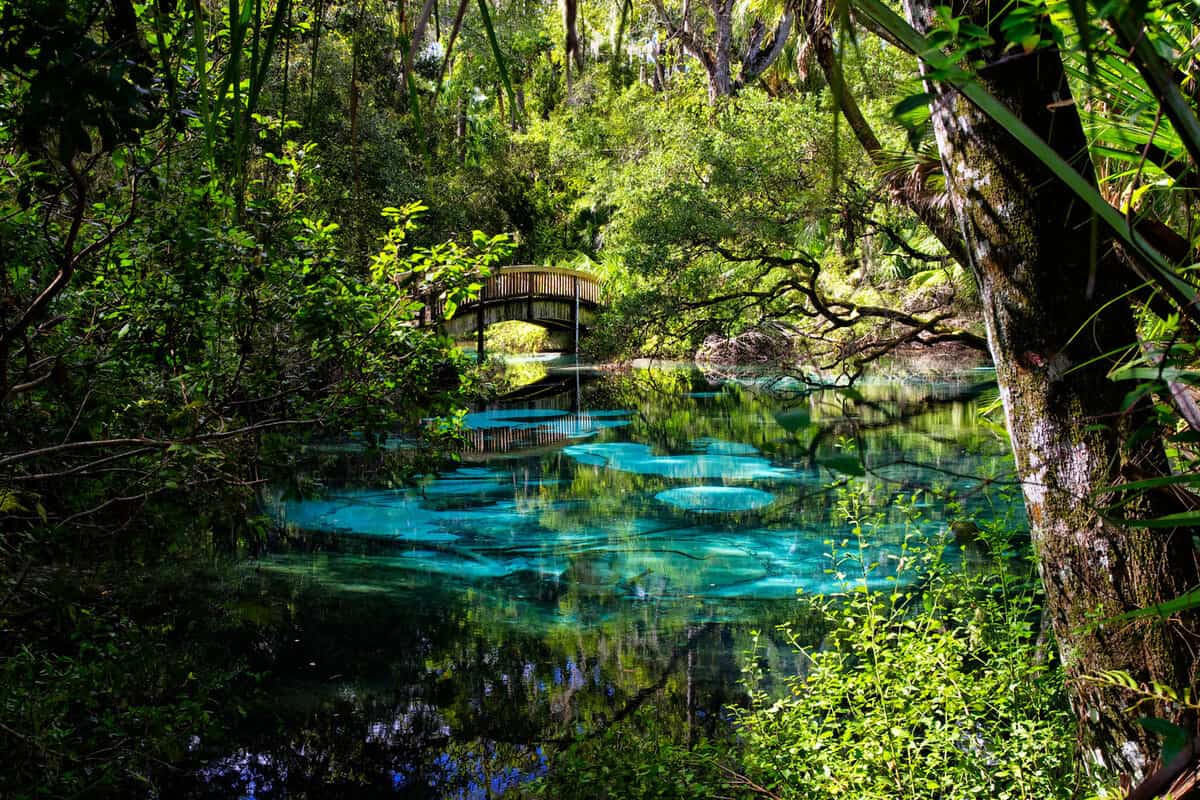 An arched wooden footbridge over the blue and emerald pools set amidst quiet and serene rich and lush tropical vegetation. Juniper Springs Florida. USA
