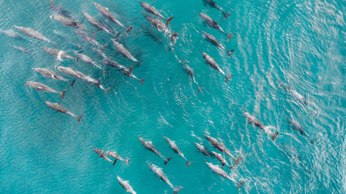 Aerial shot of a squad, school of dolphins cruising in the warm tropical water1600x900