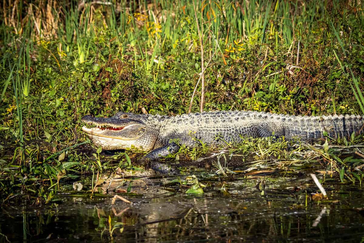 American Alligatot in Wakulla River at Edward Ball Wakulla Spring State Park in Florida USA
