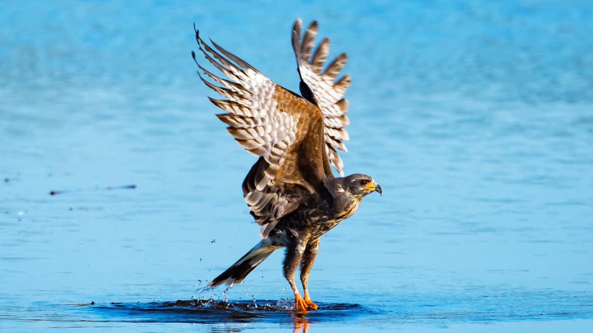 An endangered Snail Kite pulling an Apple Snail from the water