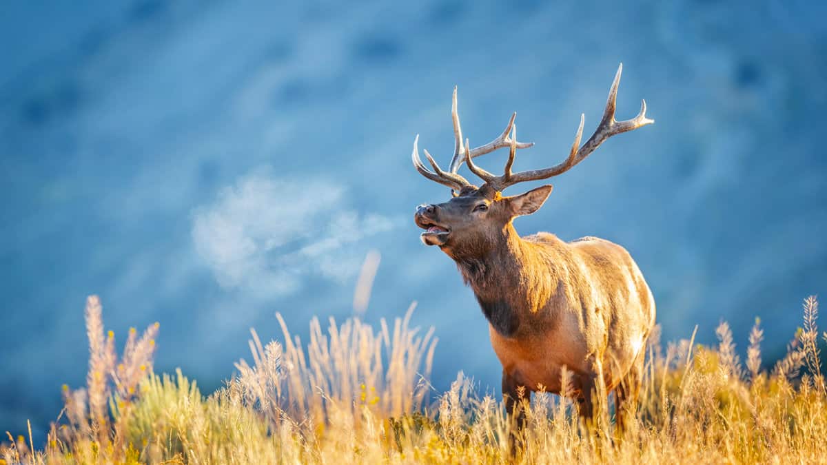 Bull Elk Breathes the Cold Air in Yellowstone National Park